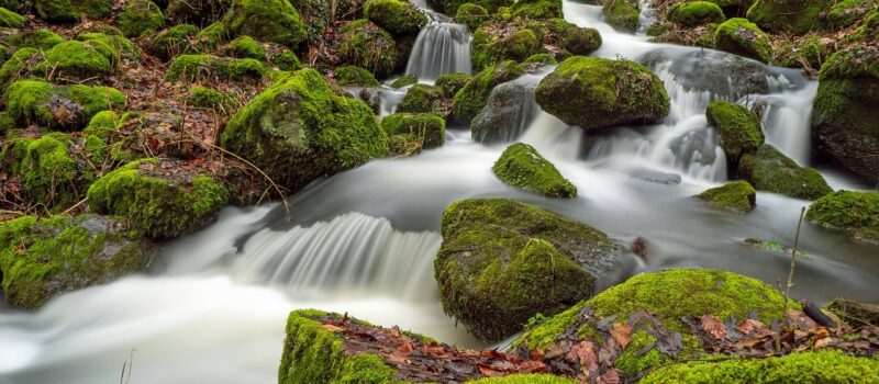 Waldeinsamkeit e la natura gentile