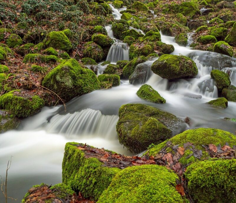 Waldeinsamkeit e la natura gentile